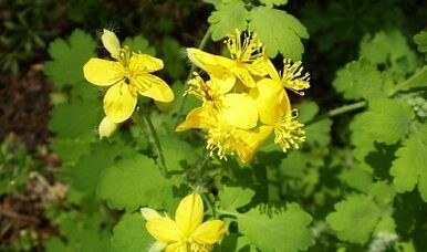 Regole per l'uso delle verruche Celandine