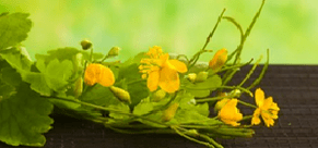 Fiori puliti