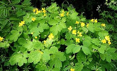 Uso delle verruche Celandine