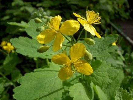 Fiori di erba celidonia per le verruche