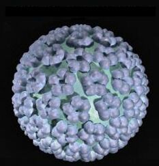 Virus del papilloma umano